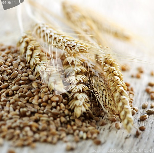 Image of Whole grain wheat kernels closeup