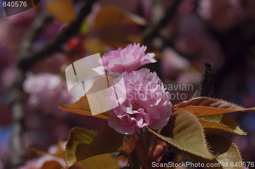 Image of japanese cherry