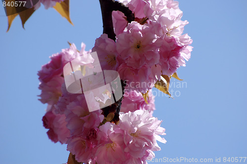 Image of cherry tree
