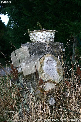 Image of tree trunk