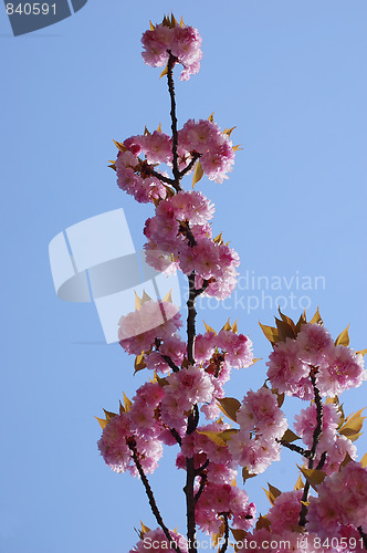 Image of asian cherry