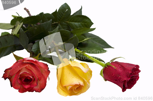 Image of three roses