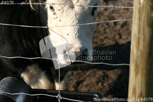 Image of cow