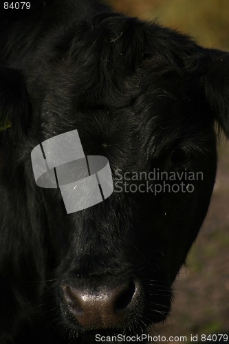 Image of cow