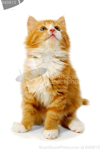 Image of Kitten