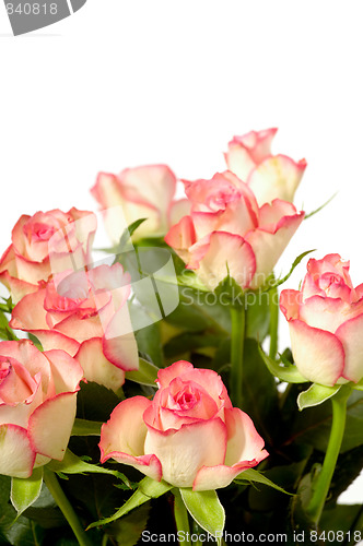 Image of Roses