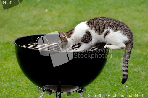 Image of Hungry cat