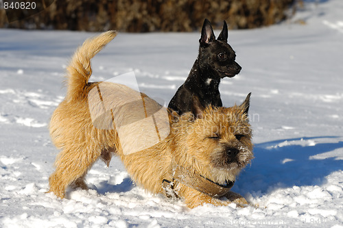 Image of Two dogs in snow