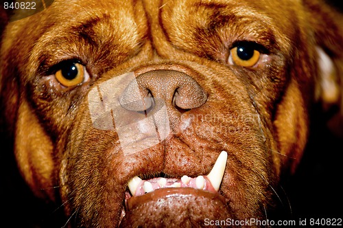 Image of Ugly dog face