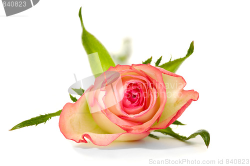 Image of Rose