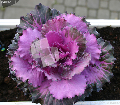 Image of cabbage