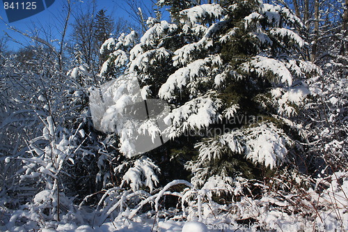 Image of Winter scene.