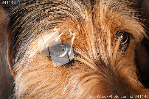 Image of Dog Eyes Closeup