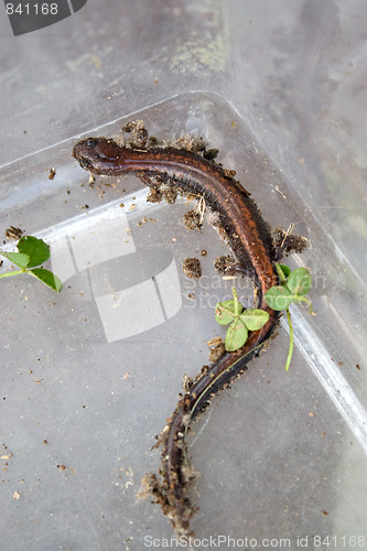 Image of Salamander