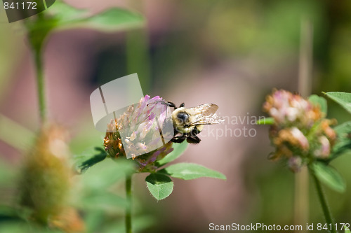 Image of Bumble Bee on a Flower