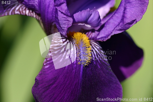 Image of Purple Petal