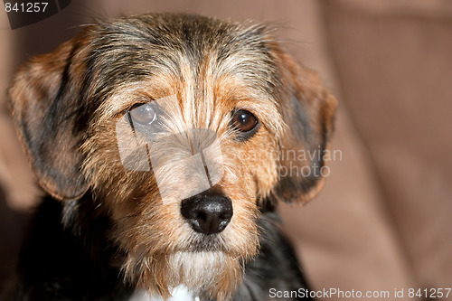 Image of Cute Mixed Breed Pup