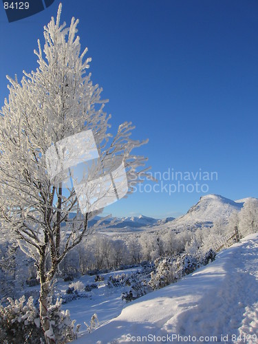 Image of Tree covered in frost