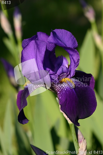 Image of Bearded Lilly