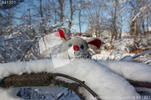 Image of A winter mouse.