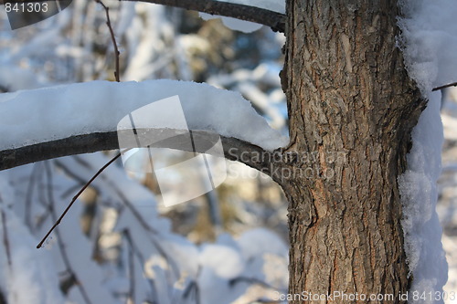 Image of Scenes of winter.