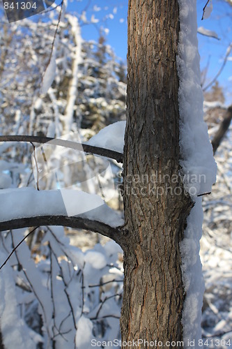Image of Scenes of winter.