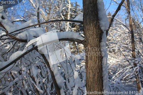 Image of Scenes of winter.