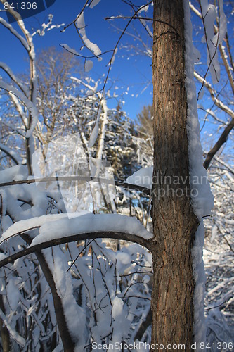 Image of Scenes of winter.