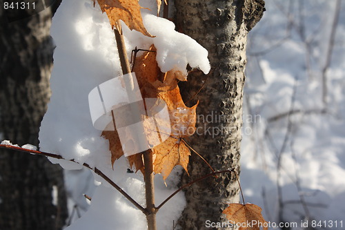 Image of Season of winter.