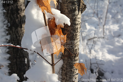 Image of Season of winter.