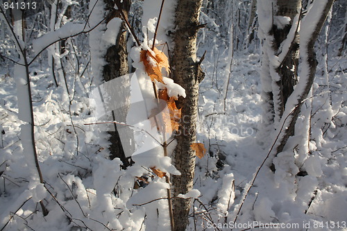 Image of Season of winter.