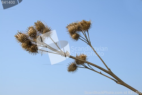 Image of Dry burdock