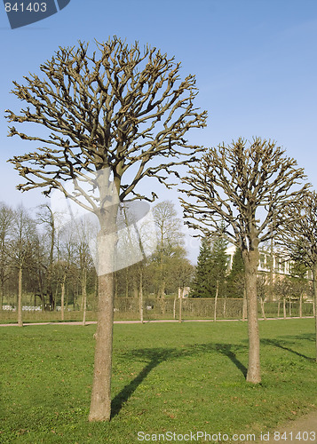 Image of Bare trees