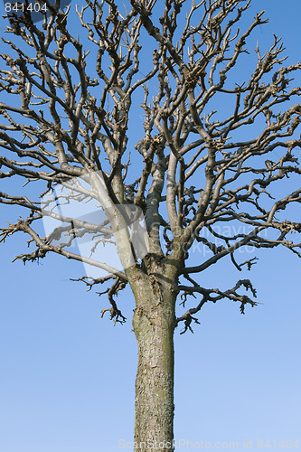 Image of Bare tree