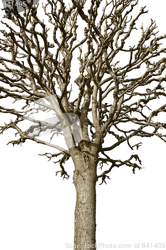 Image of Bare tree