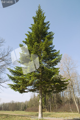 Image of Fir-tree