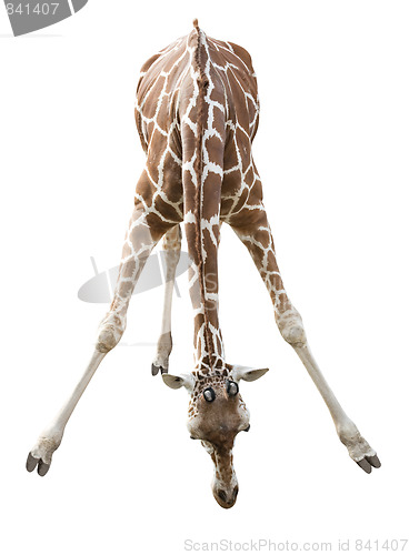 Image of Giraffe