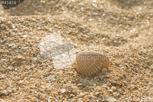 Image of Seashell in the sand