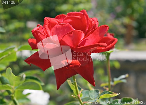 Image of Red rose in backlight