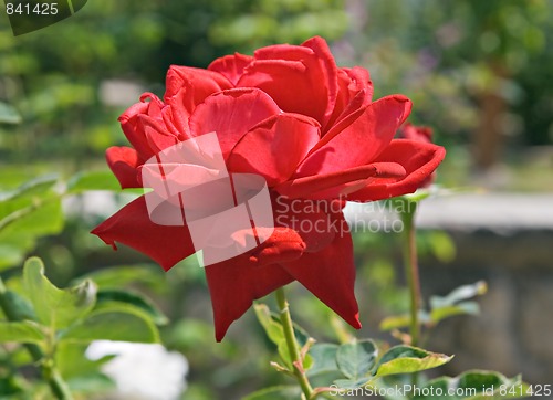 Image of Red rose in backlight