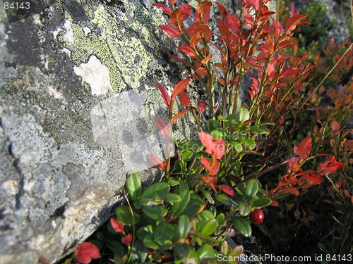 Image of Stone and wild plants