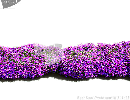 Image of purple flower border