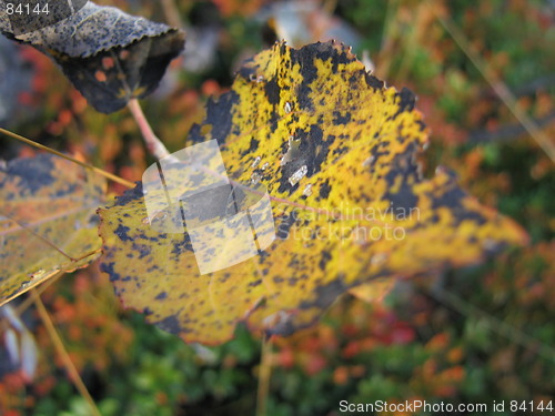 Image of Autumn leaves