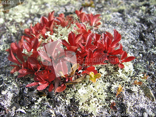 Image of Autumn leaves