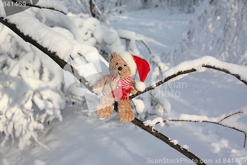 Image of Christmas bear in a tree.
