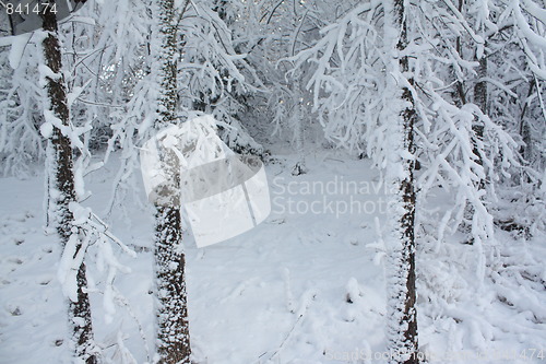 Image of Season of winter.