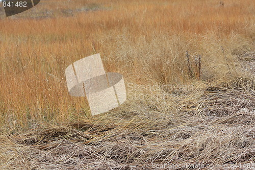 Image of Golden grass of autumn.