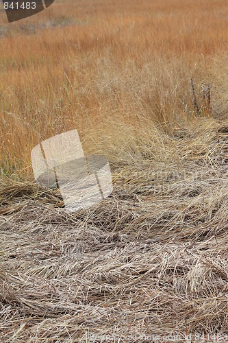 Image of Golden grass of autumn.