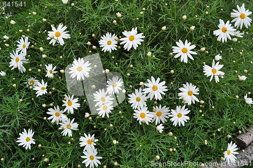 Image of daisies 