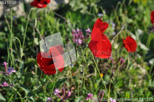 Image of Corn Poppy 